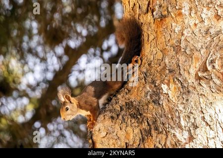Scoiattolo rosso nelle colline vicino a la Herradura, Andalusia, Spagna. 27th novembre 2022 Foto Stock