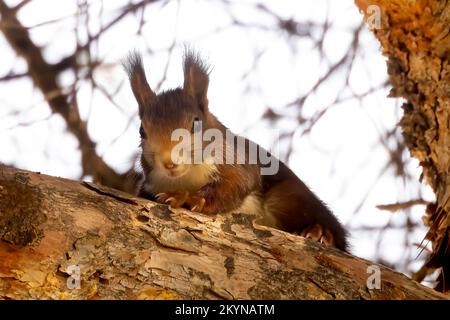 Scoiattolo rosso nelle colline vicino a la Herradura, Andalusia, Spagna. 27th novembre 2022 Foto Stock