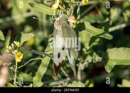 La farfalla bianca a vena verde (Pieris napi) è una farfalla della famiglia Pieridae. Immagine catturata lungo l'essiccazione Rio Jute, la Herradura, Almuneca, AN Foto Stock