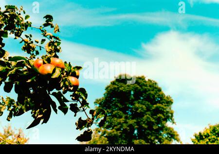 Westgreen House in Hampshire. Un National Trust Property, girato nel film degli anni '1990s. Foto Stock