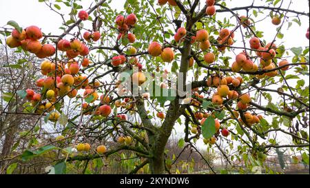 Applausi rossi maturi biologici su un albero di mela frutteto. Foto Stock