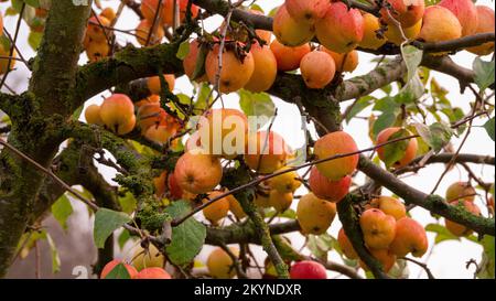 Appetitose mele rosse mature biologiche su un albero di mele da frutteto. Foto Stock