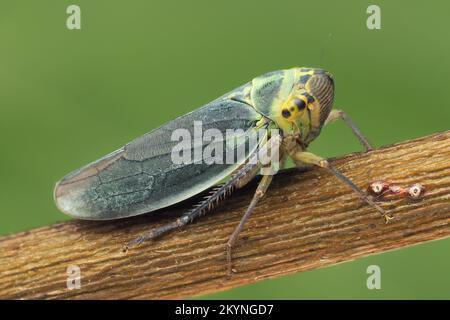 Tramoggia a foglia verde (Cicadella viridis) arroccata su ramoscello. Tipperary, Irlanda Foto Stock
