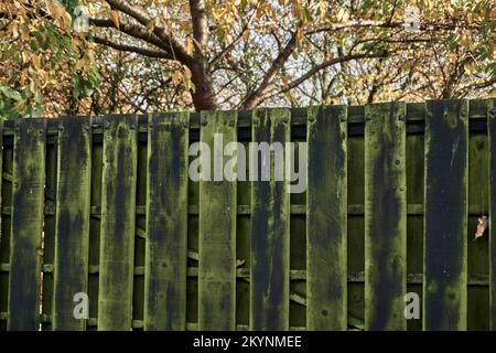 Ciliegio dietro una recinzione di legno. Foto Stock