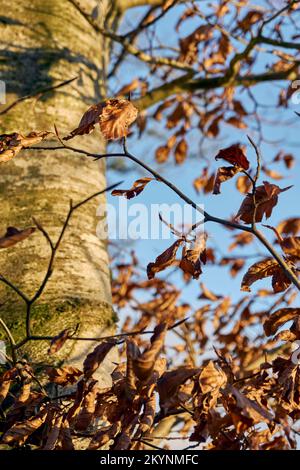 Fagus sylvatica Faggio e foglie in autunno. Foto Stock