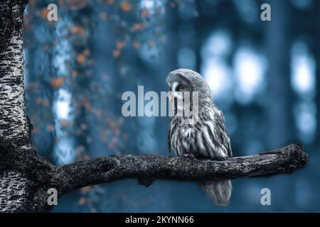 Un grande gufo grigio seduto su un ramo al crepuscolo Foto Stock