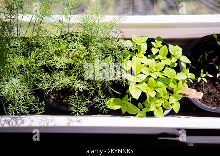 Basilico e aneto, erbe fresche verdi che crescono sul davanzale, giardino di casa Foto Stock