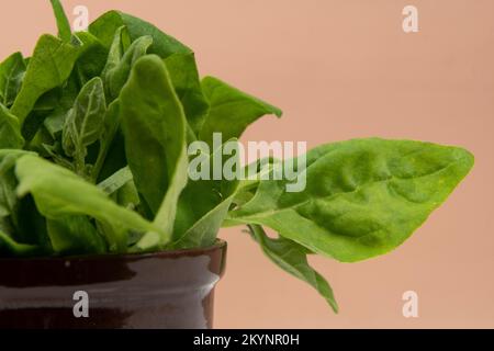 Pentola con foglie crude di spinaci isolate in un marrone chiaro Foto Stock