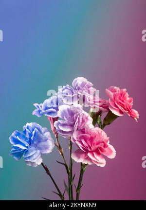 Primavera Cherry fiori fioritura ramo in rosa e blu retro illuminato. Albero fiorito su sfondo rosa pastello. Colori alla moda al neon. Moderno creativo unico Foto Stock