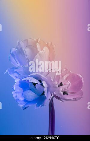 Primavera Cherry fiori fioritura ramo in rosa e blu retro illuminato. Albero fiorito su sfondo rosa pastello. Colori alla moda al neon. Moderno creativo unico Foto Stock