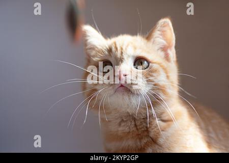 Piccolo gatto zenzero giocare con il suo giocattolo da piume. Foto Stock