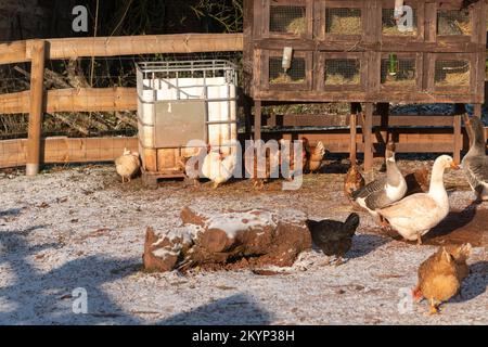 Anatre, oche, polli si nutrono in inverno nel cortile tradizionale. Concetto di allevamento avicolo a gamma libera. Foto Stock