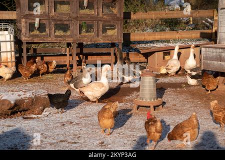 Anatre, oche, polli si nutrono in inverno nel cortile tradizionale. Concetto di allevamento avicolo a gamma libera. Foto Stock