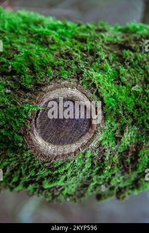 Albero coperto di muschio nella foresta Foto Stock