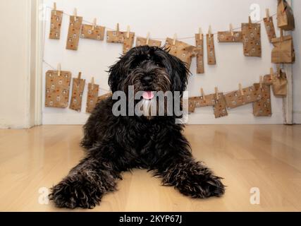 Il cane felice sta posando di fronte al proprio sé fatto calendario dell'avvento - il ladradoodle è diventato un amato membro della famiglia Foto Stock