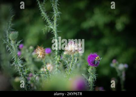 Piante di cardo senza nocciole, Carduus acanthoides, con un bumblebee che raccoglie polline da un fiore viola. Foto Stock