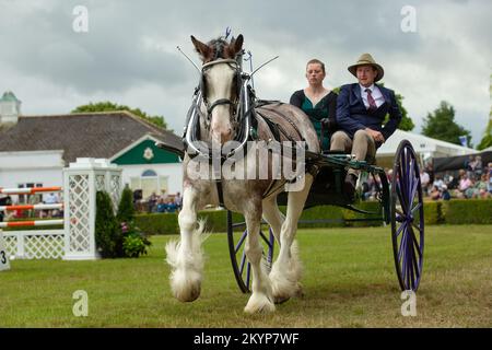 Great Yorkshire Show, Harrogate, Regno Unito. Luglio 15, 2022. Heavy Horse Turnout e Championship al Great Yorkshire Show, Signore e Signore alla guida di due-W. Foto Stock