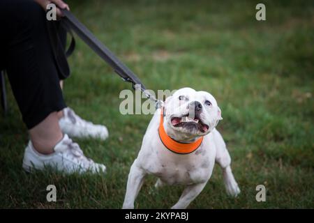 White Staffordshire Bullterrier Foto Stock