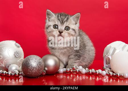 Cute tabby grigio britannico shorthaired gatto bambino guardando la macchina fotografica in un cestino bianco con gli ornamenti di chirstmas su uno sfondo rosso Foto Stock