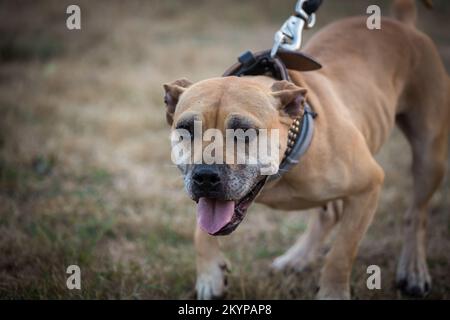 L'American Pit Bull Terrier Foto Stock