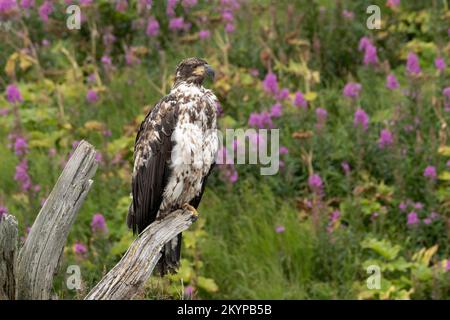 Nord America; Stati Uniti; Alaska; fiume McNeil; fauna selvatica; Uccelli; predatori; Aquila baldana; Haliaeetus leucocephalus; Giovanile Foto Stock