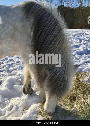 Un cavallo islandese mangia fieno all'aperto in un paesaggio invernale innevato. Foto Stock