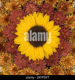 Sistemazione con un unico girasole circondato da fiori di crisantemo in un'immagine a cornice intera vista dall'alto su sfondo nero Foto Stock