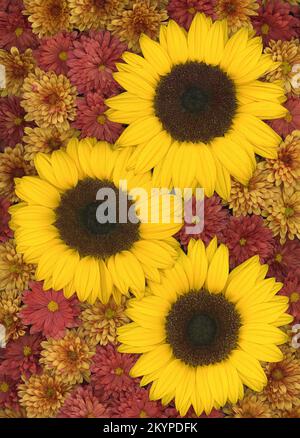 Sistemazione con girasoli e fiori di crisantemo in un'immagine a cornice intera vista dall'alto Foto Stock