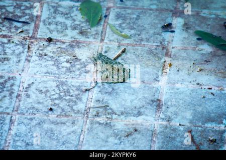 una piccola rana nella piscina vuota, una piccola rana nella piscina vuota Foto Stock