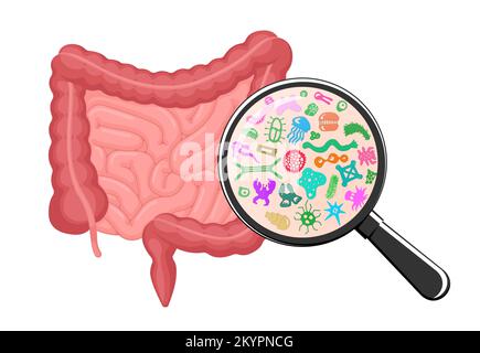 Ingrandimento microscopico dei batteri intestini. Concetto di microbioma dell'intestino umano. Microflora intestinale mediante lente d'ingrandimento. Microbiota probiotica intestinale. Flora microbiologica digestiva di organi interni. Vettore Illustrazione Vettoriale