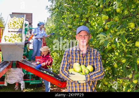 Maschio lavoratore raccolta di mele d'oro Foto Stock