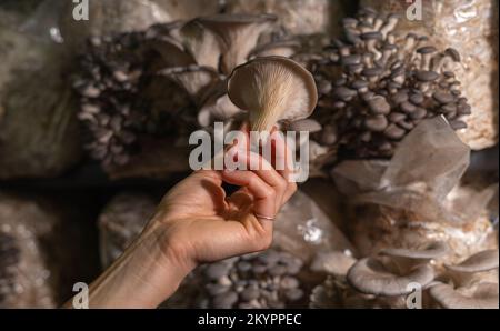 Funghi di ostriche fresche in mano alle donne. Foto Stock