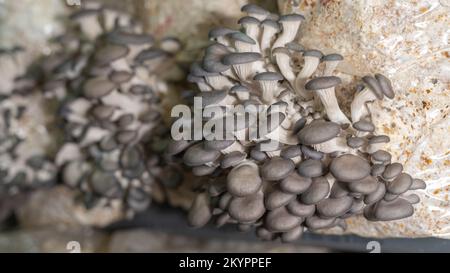 Giovani funghi di ostriche crescono in fattoria funghi Foto Stock