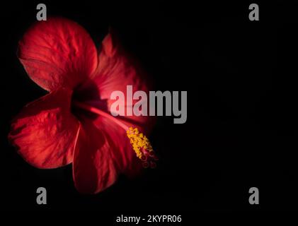 Primo piano di un fiore di ibisco rosso con polline giallo. Il fiore si illumina su uno sfondo scuro. C'è spazio per il testo. Foto Stock