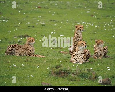 Alert madre Cheetah (Acinonyx jubatus) con 3 cuccioli di fratelli cresciuti in cerca di pasto successivo su praterie fiorite di conservanze Masai Mara, Kenya, Africa Foto Stock