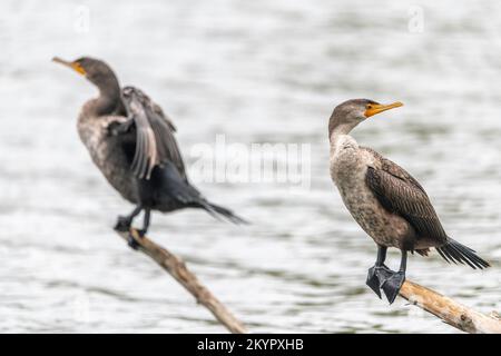 Cormorano a doppia crestata (Phalacrocorax auritus) si trova su un tronco presso la Riserva Naturale del Bacino di Sepulveda, Los Angeles, CA. Foto Stock