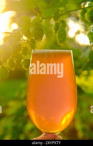 Coni di luppolo e birra in un bicchiere. Primo piano della schiuma di birra. Materia prima verde per la produzione di birra. Foto Stock