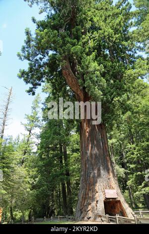 Drive-Thru-Tree verticale - albero lampadario - California Foto Stock