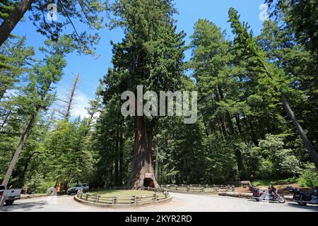 Paesaggio con drive-thru-tree - albero lampadario - California Foto Stock