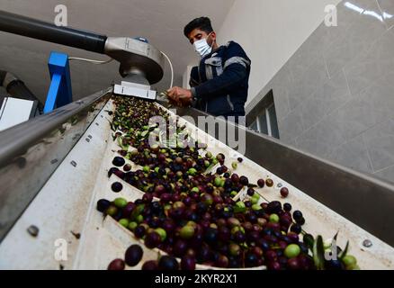 Hama, Siria. 17th Nov 2022. Un lavoratore gestisce una macchina per la produzione di olio d'oliva in una fabbrica di olio a Hama, Siria, 17 novembre 2022. PER ANDARE CON 'Intervista: Il famoso olio d'oliva della Siria sulla strada per riportare la statura globale in mezzo alla guerra, sanzioni: Ufficiale' Credit: Ammar Safarjalani/Xinhua/Alamy Live News Foto Stock