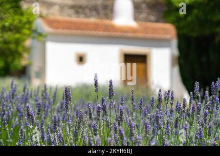 Campo di lavanda nella campagna portoghese Foto Stock