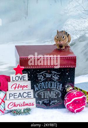 Il piccolo chippmunk accetta che il Natale è il periodo più meraviglioso dell'anno Foto Stock