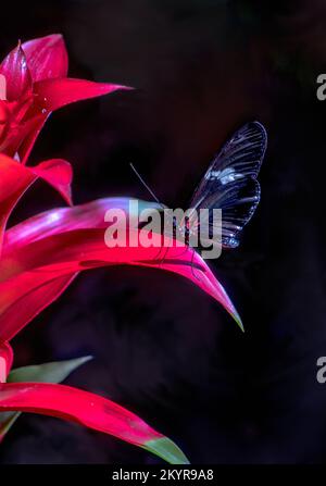 la piccola farfalla da postino si appiccola su una foglia rossa brillante di una pianta spiky Foto Stock