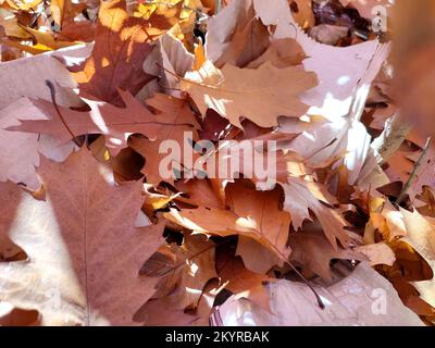 Foglie di quercia marrone caduto con macchie bianche di sole splendente primo piano. Lotto di foglie di quercia marrone secco si trova sul terreno in autunno giorno di sole. Sfondo naturale. Foresta bosco natura autunno sfondo stagionale Foto Stock