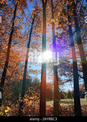 Vista della foresta con schiarimento nella giornata di sole ventose in autunno. Rosso arancio marrone foglie su alberi cespugli, erba su sfondo chiaro cielo blu con sole luminoso in autunno. Splendido sfondo naturale Foto Stock