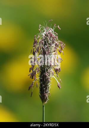 Pianta di coda di volpe prato con semi maturi in primavera Foto Stock