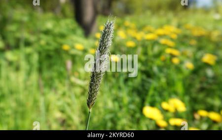 Pianta di coda di volpe prato con semi maturi in primavera Foto Stock