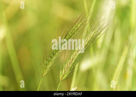 Pianta di orzo di topo - Hordeum marinum selvaggio nella foresta e nel campo Foto Stock