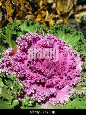 Cavolo ornamentale su un letto di fiori nel parco Foto Stock