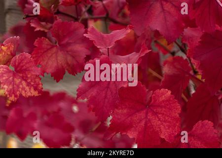 Foglie d'uva di colore rosso-viola. L'elegante tonalità del 2023 è viva magenta. Concettuale naturale sfondo autunnale. Uva crescente. Raccolto. Natura Foto Stock